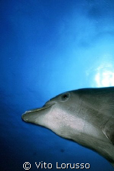 Dolphin by Vito Lorusso 